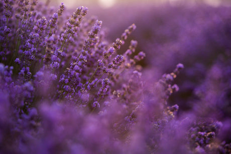 Lavender