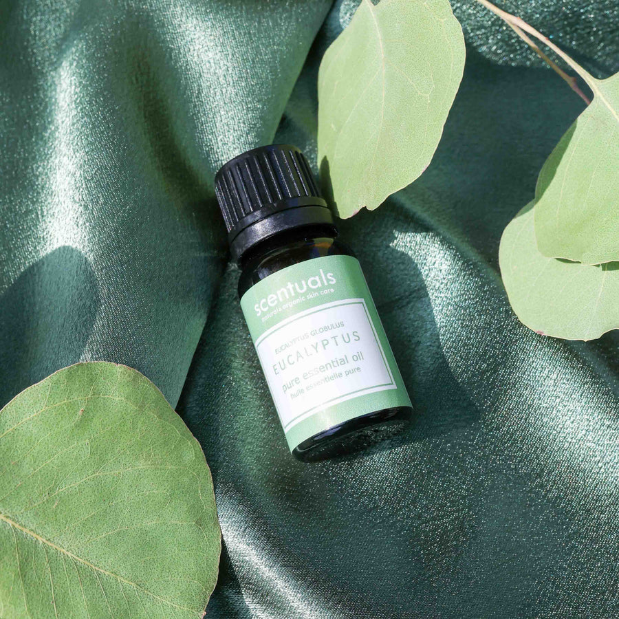 Eucalyptus Essential Oil - Scentuals Natural & Organic Skin Care