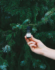 Fir Needle Essential Oil - Scentuals Natural & Organic Skin Care